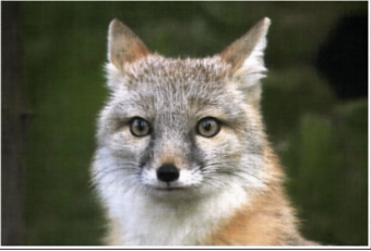 Original cameraman image